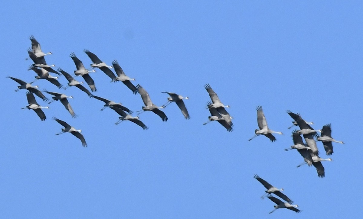 Sandhill Crane - David True