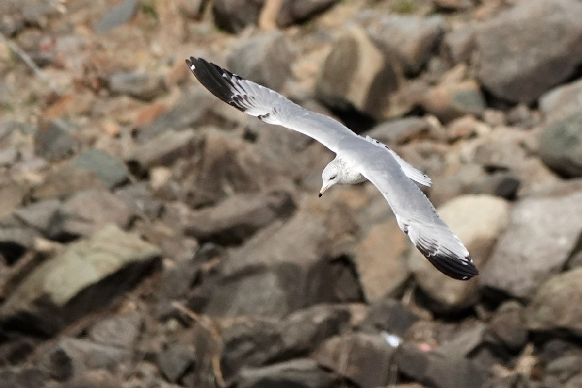 Ring-billed Gull - ML522830251