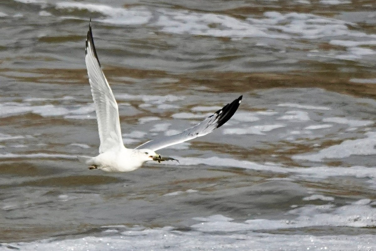 Ring-billed Gull - ML522830271