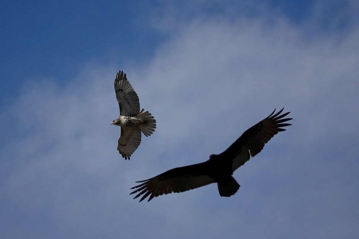 Turkey Vulture - ML522830541