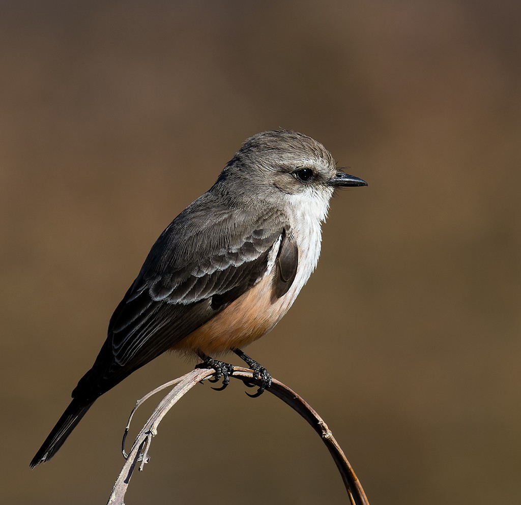 Vermilion Flycatcher (Northern) - manuel grosselet