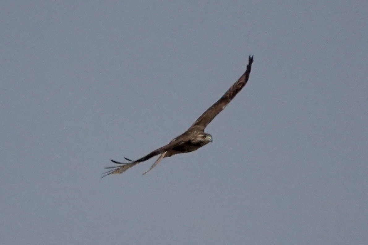 Red-tailed Hawk - ML522830961