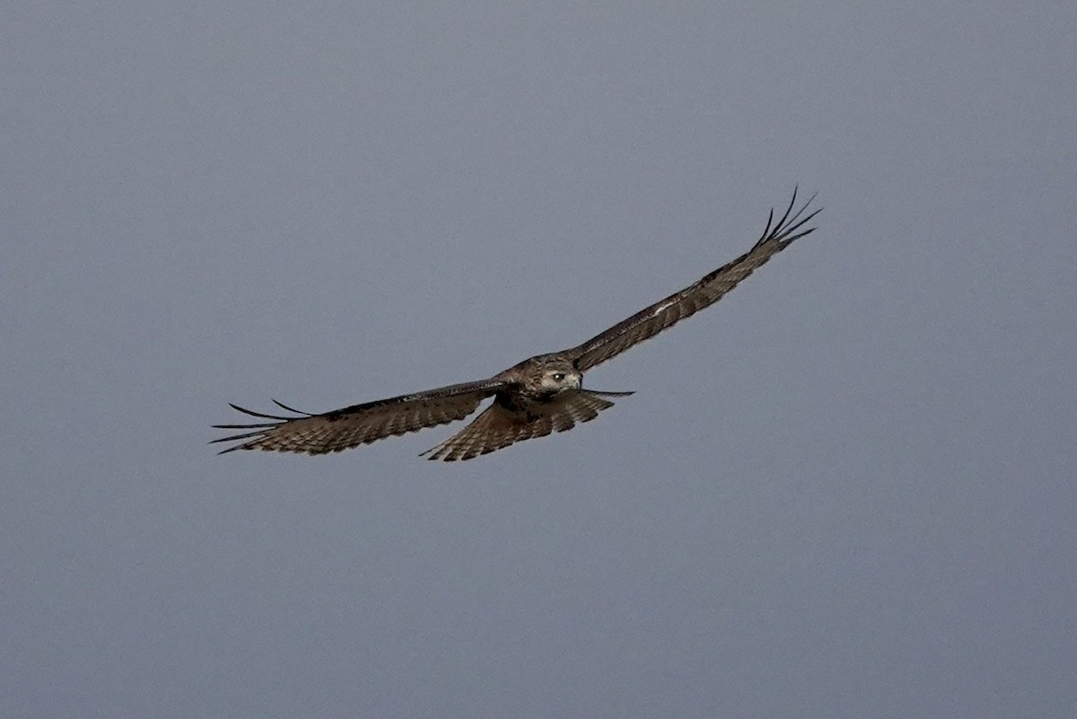 Red-tailed Hawk - ML522830981