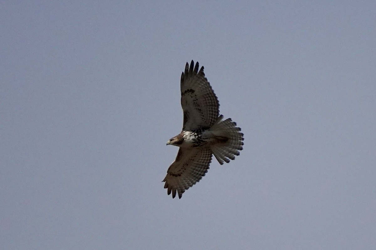 Red-tailed Hawk - ML522830991