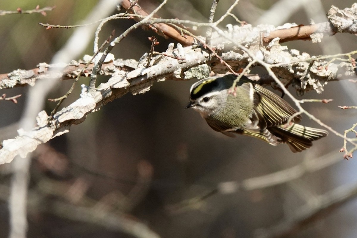 Golden-crowned Kinglet - ML522831091