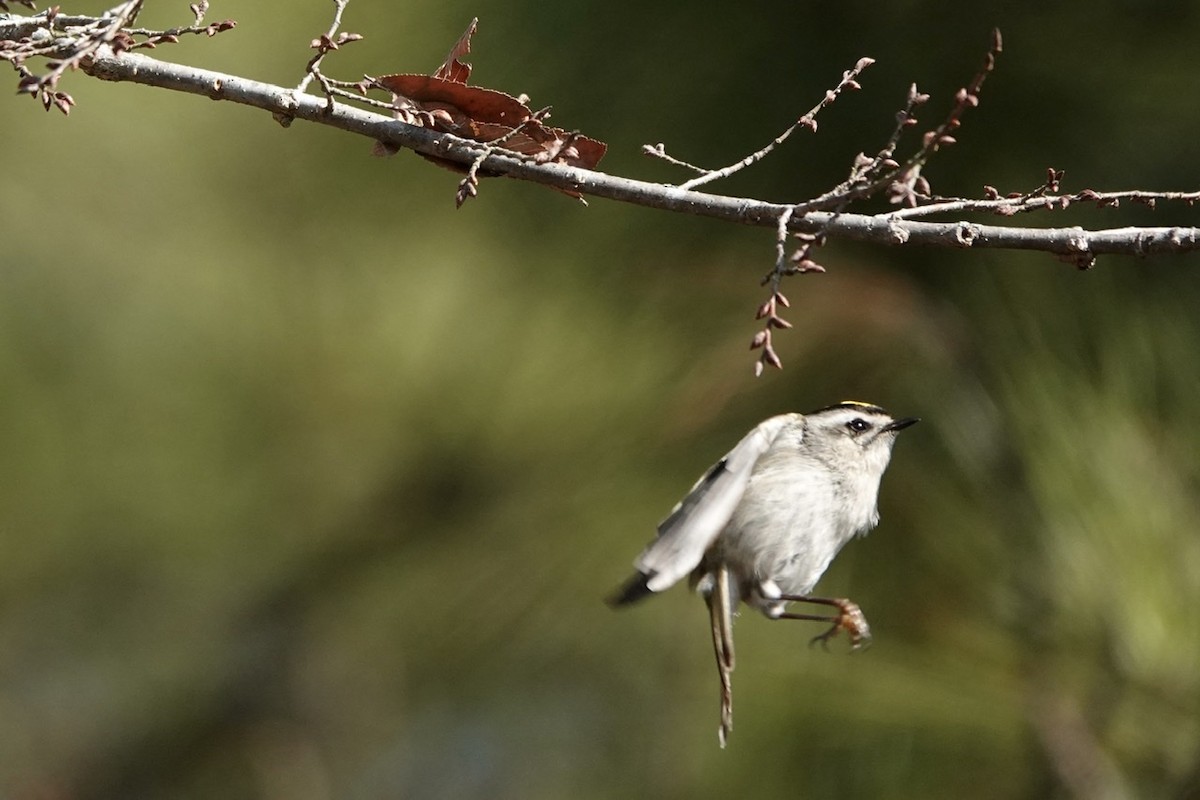 Golden-crowned Kinglet - ML522831111