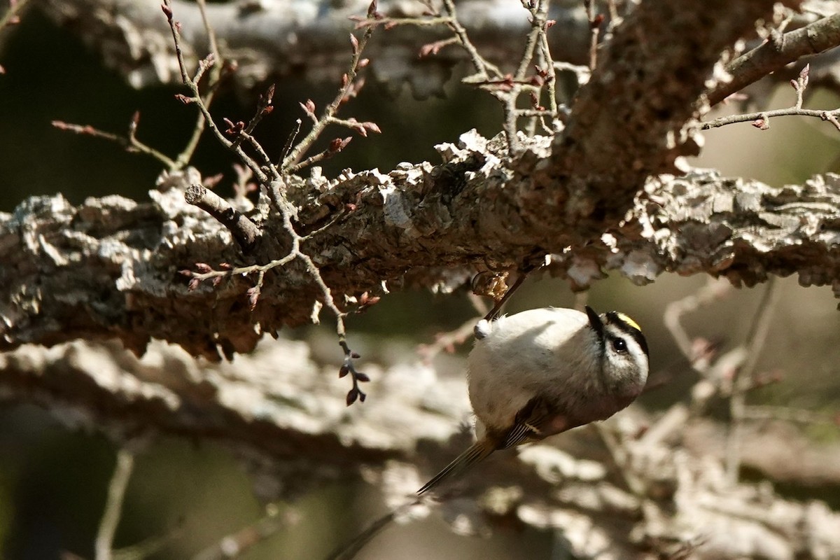 Golden-crowned Kinglet - ML522831151