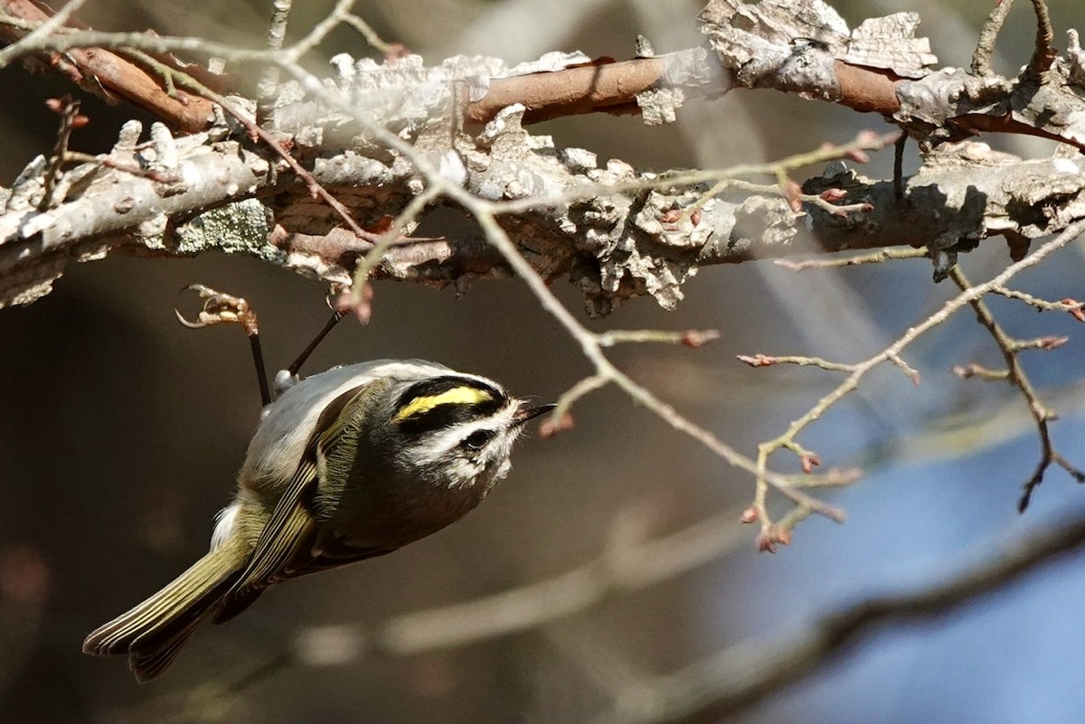 Golden-crowned Kinglet - ML522831191