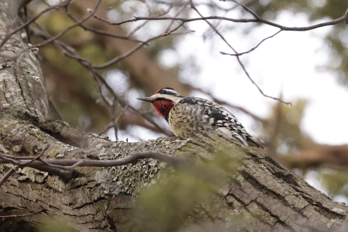 Yellow-bellied Sapsucker - ML522831451