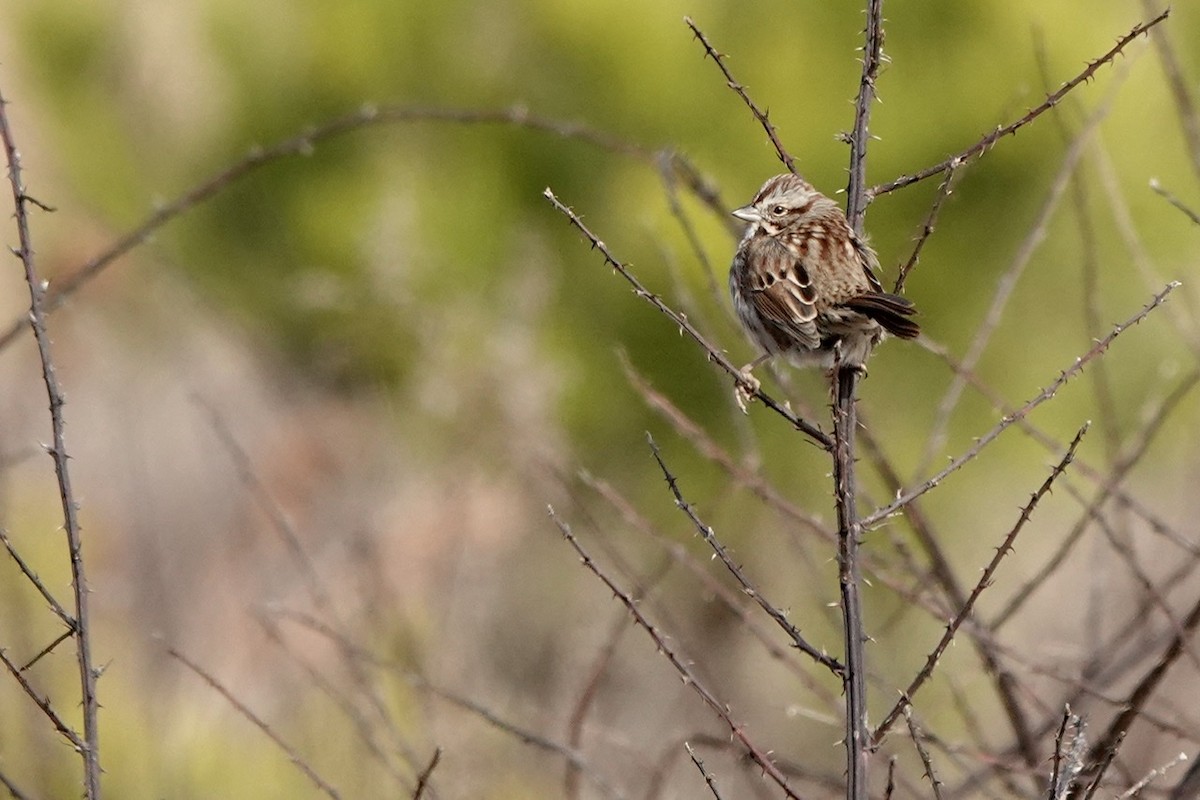 Song Sparrow - ML522831491