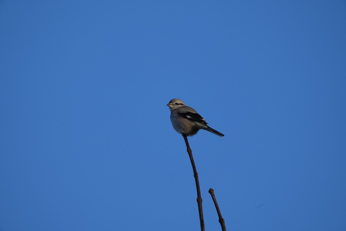 Northern Shrike - ML522831501