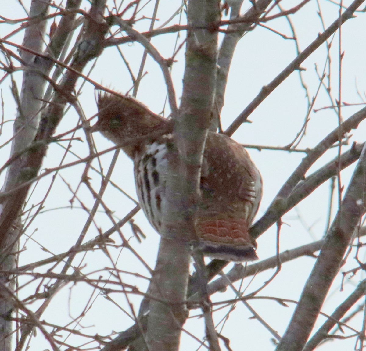 Ruffed Grouse - denise simonl