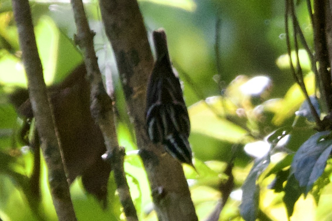 Black-and-white Warbler - ML522833121
