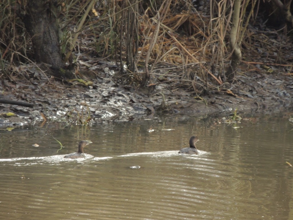 Pied-billed Grebe - ML522833151