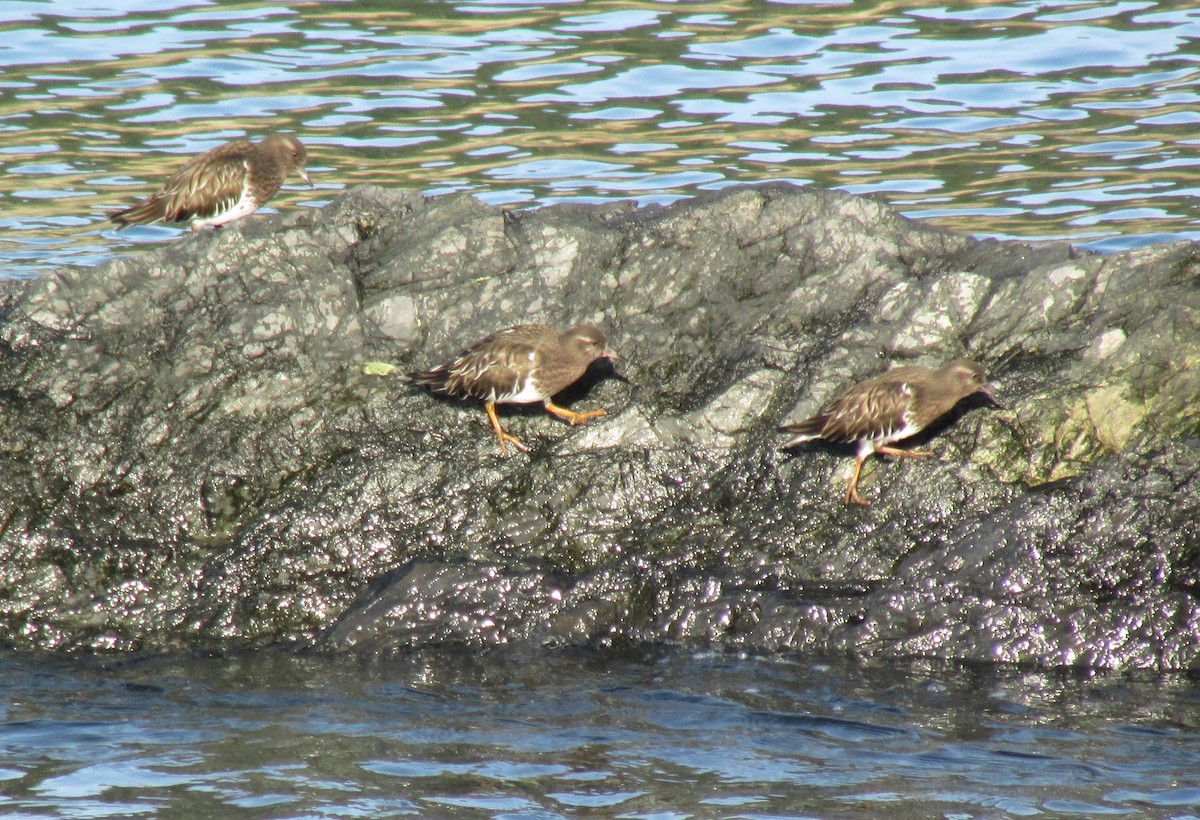 Black Turnstone - ML522834051