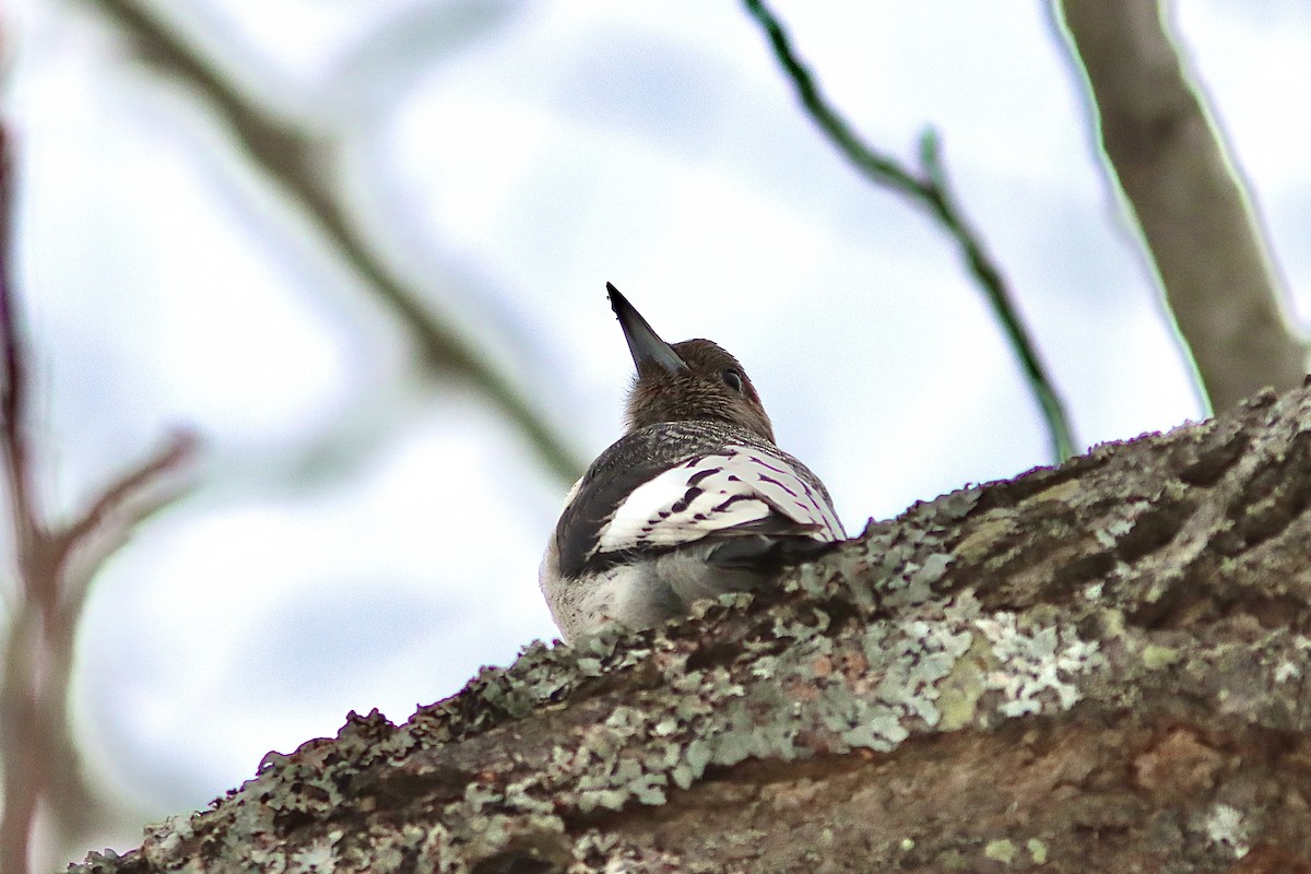 Red-headed Woodpecker - ML522835191