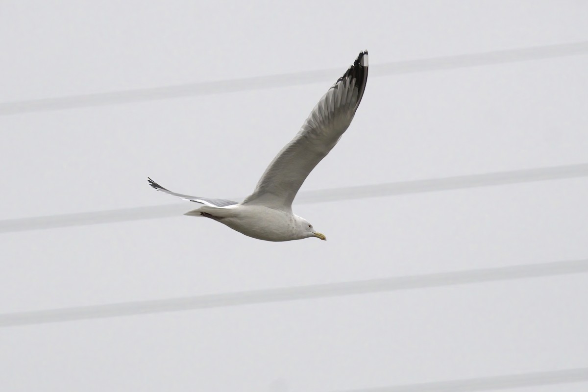 Goéland argenté - ML522835531