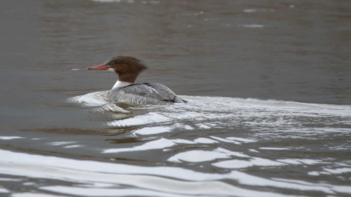 Common Merganser - ML522835681