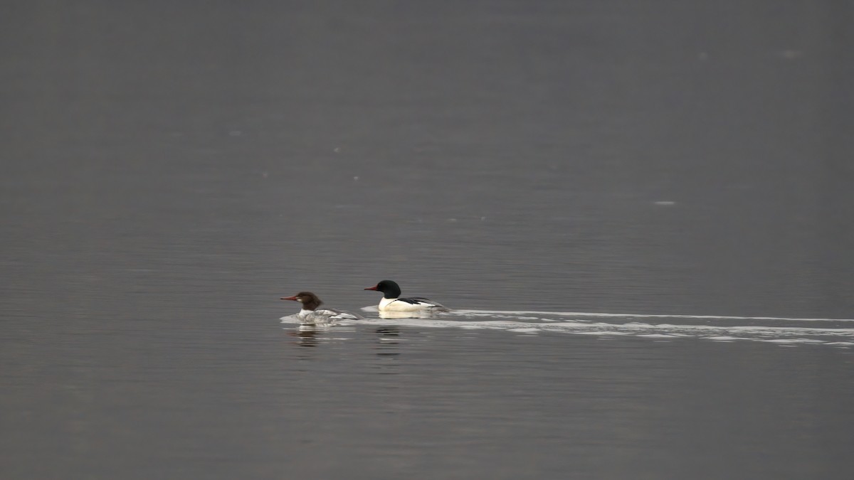 Common Merganser - Justin Kolakowski