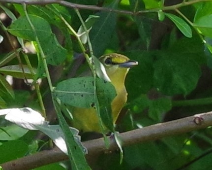 Thick-billed Vireo - ML522835751