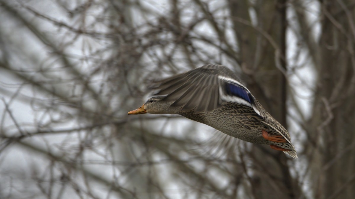 Canard colvert - ML522835821