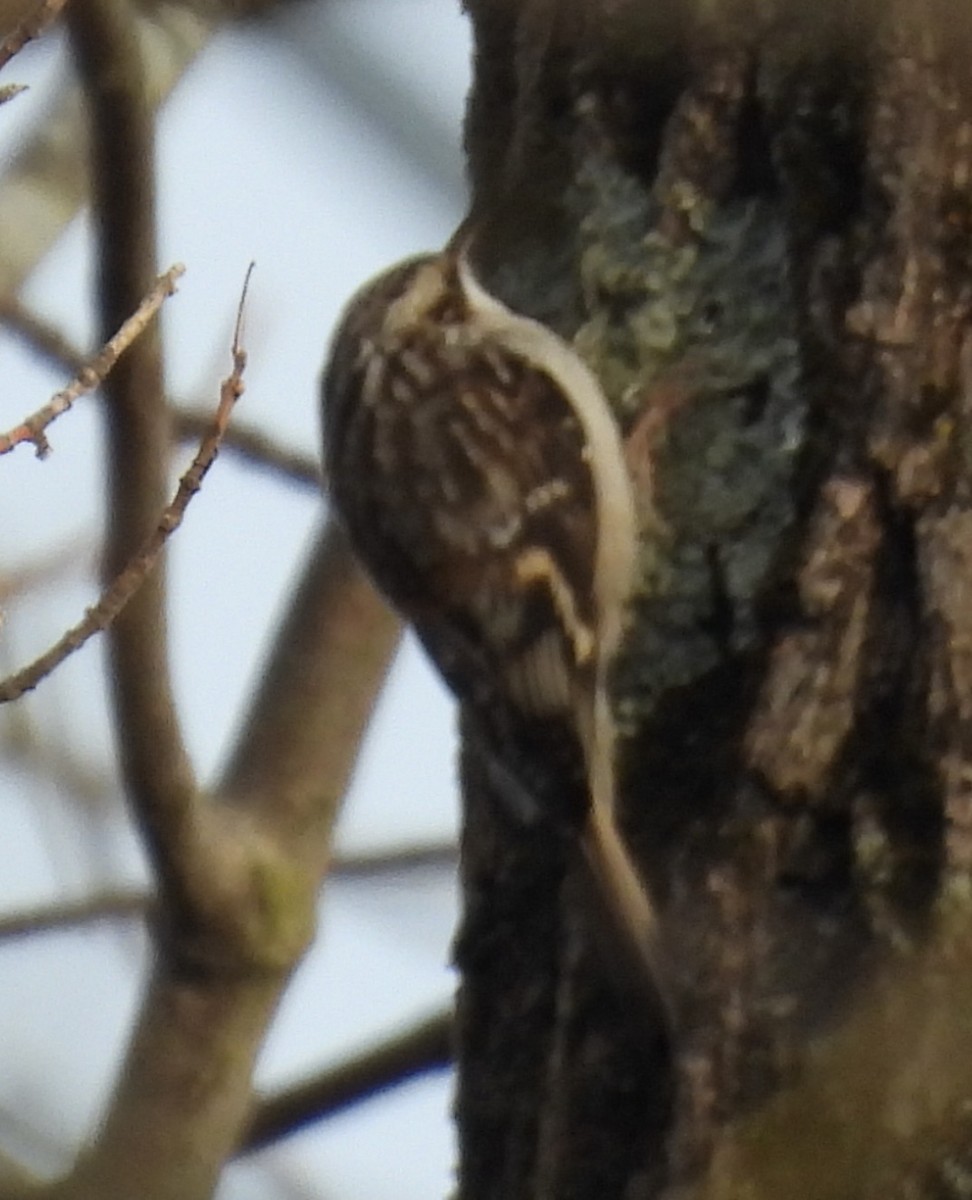 Brown Creeper - Cheryl Wall