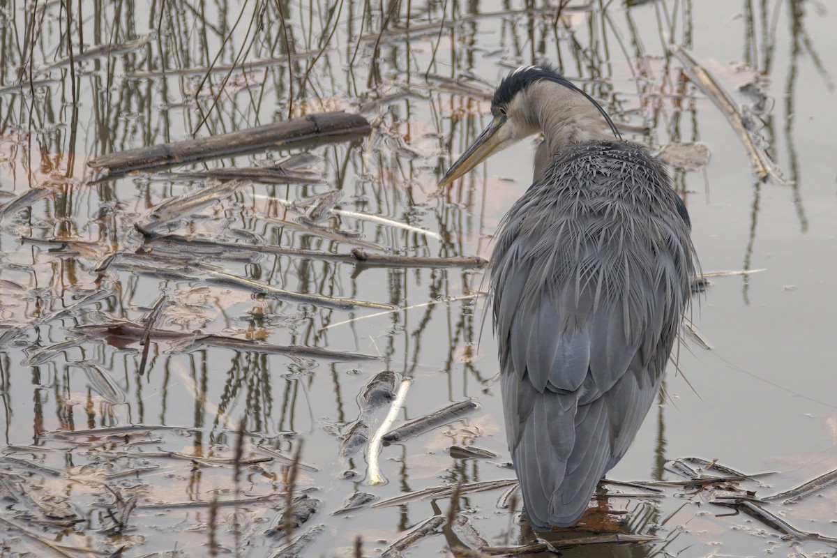 Great Blue Heron - Justin Kolakowski