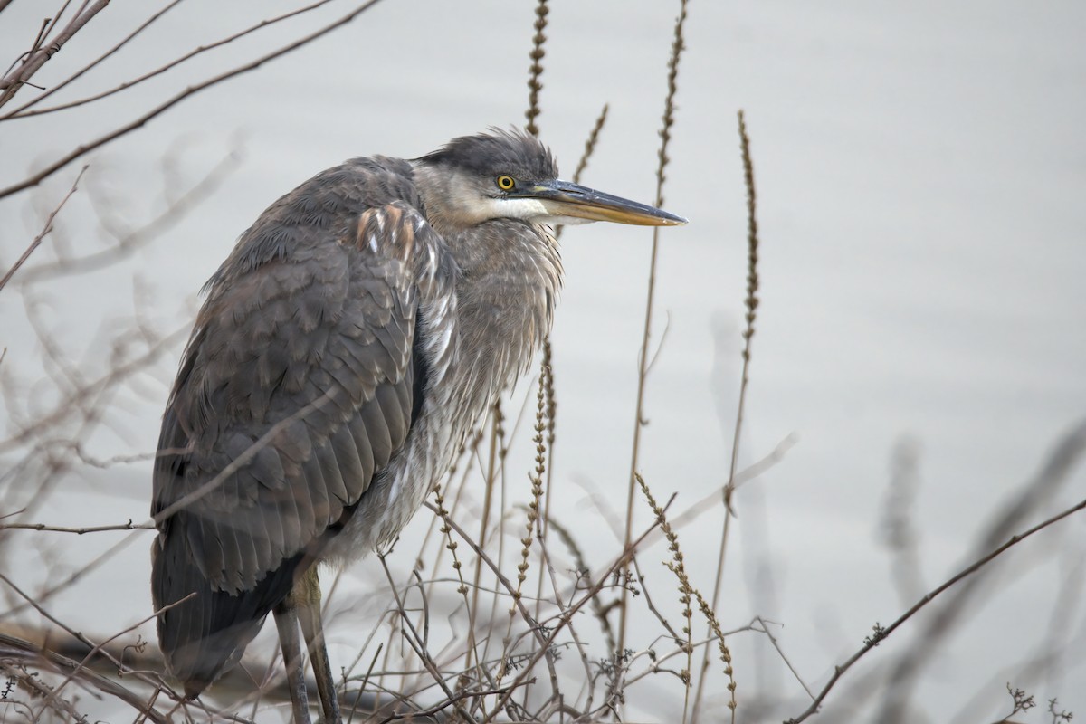 Great Blue Heron - Justin Kolakowski