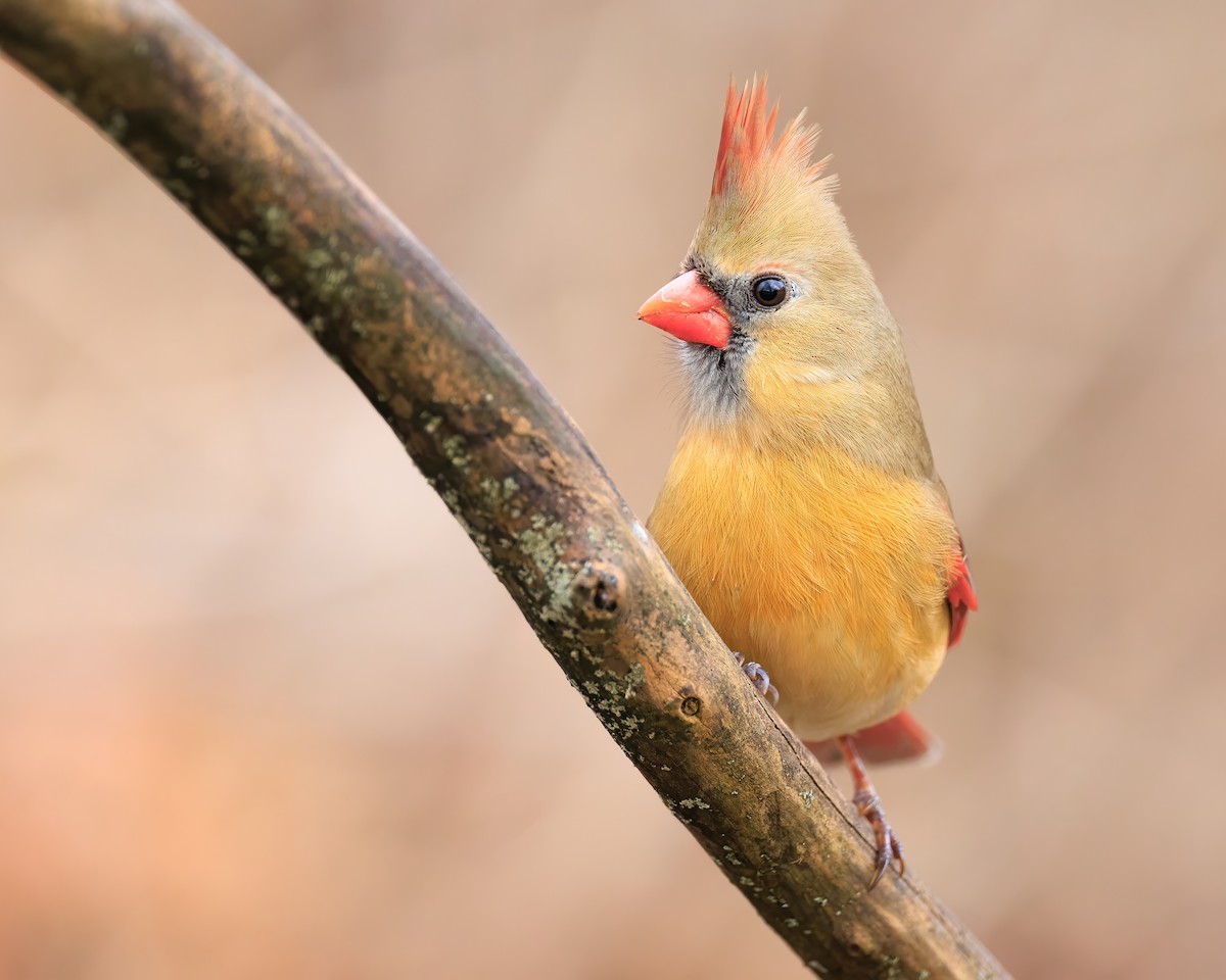 Northern Cardinal - ML522836771