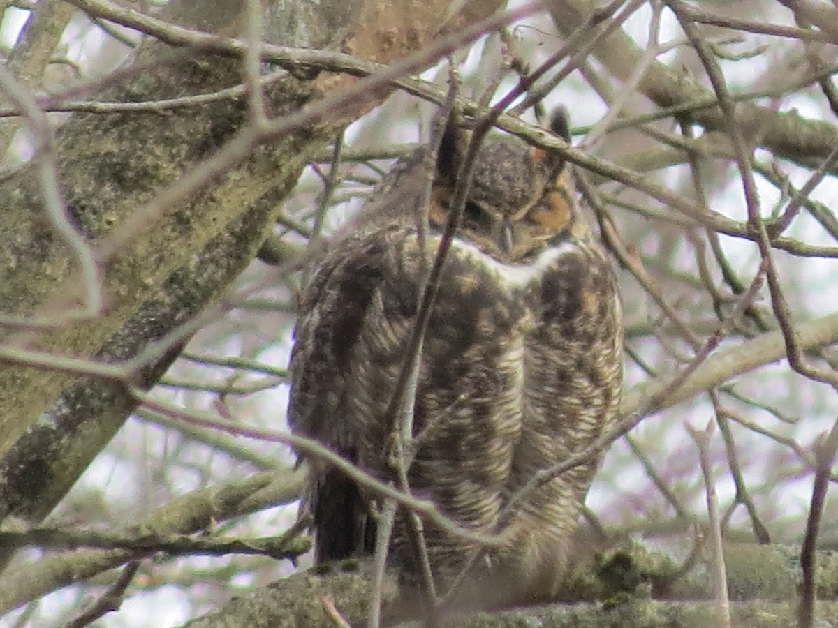 Great Horned Owl - ML522836811