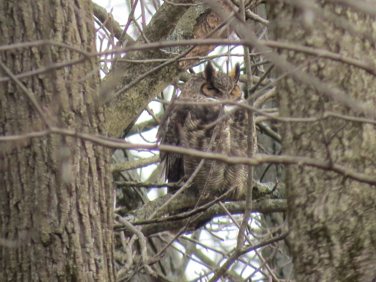 Great Horned Owl - ML522836841