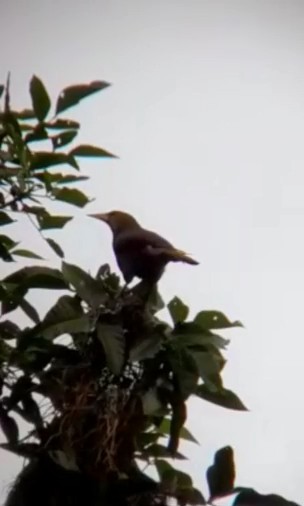 Russet-backed Oropendola - ML522837411