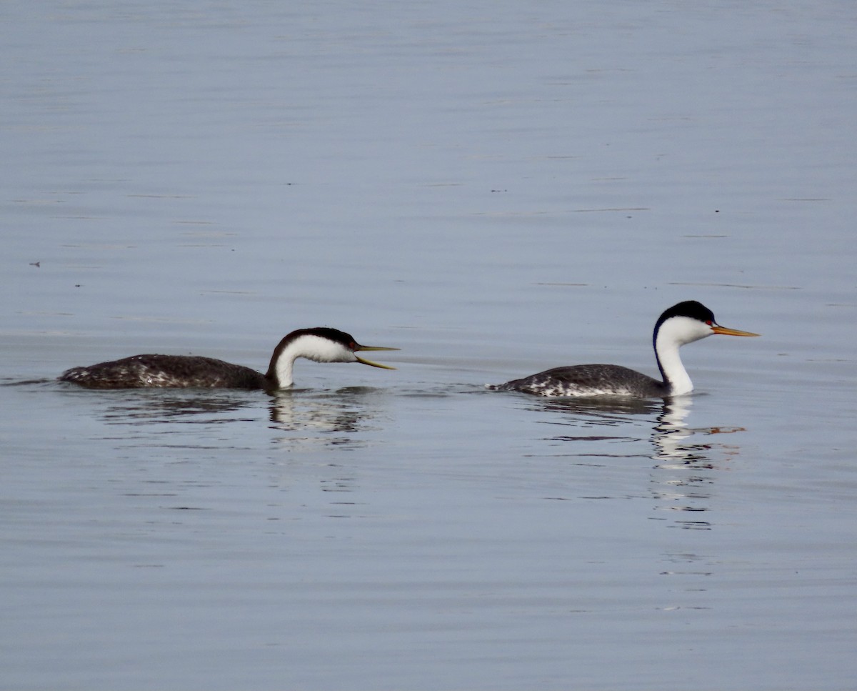 Western Grebe - ML522837781