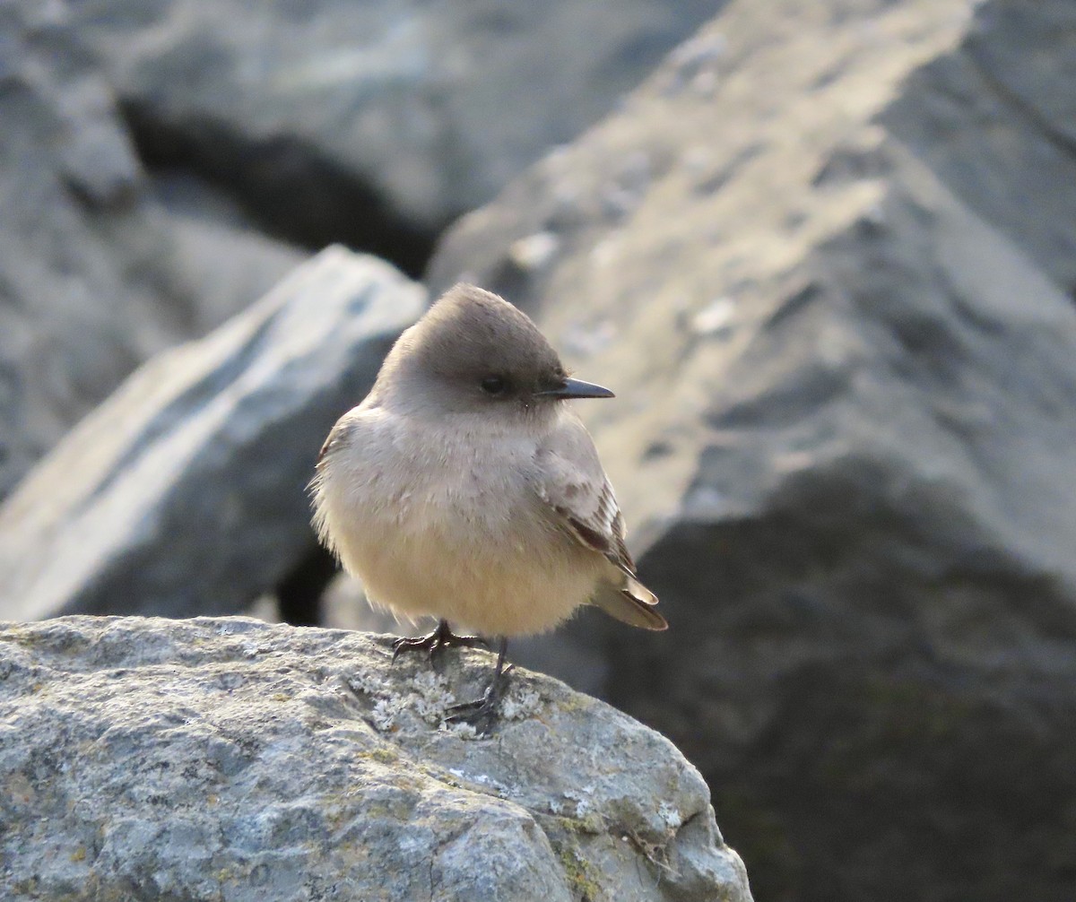 Say's Phoebe - ML522840291