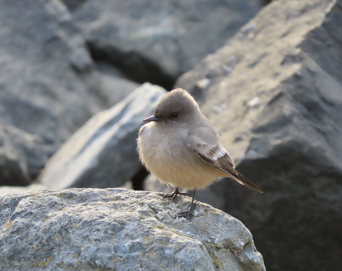 Say's Phoebe - ML522840301