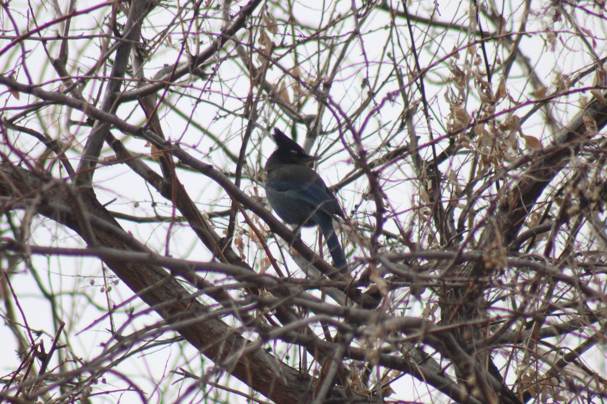 Steller's Jay (Southwest Interior) - ML522842801