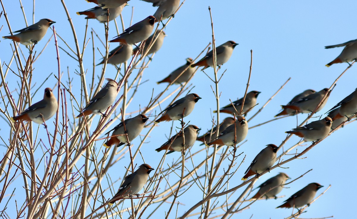 Bohemian Waxwing - ML522843681