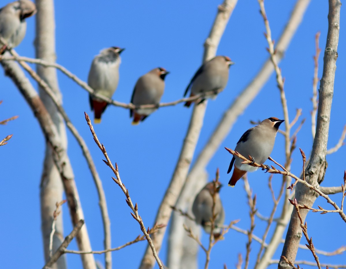 Bohemian Waxwing - ML522843711