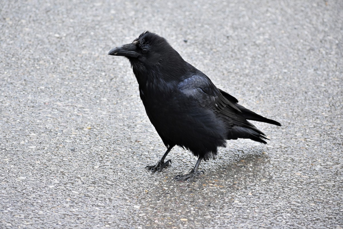 Common Raven - ML522845701