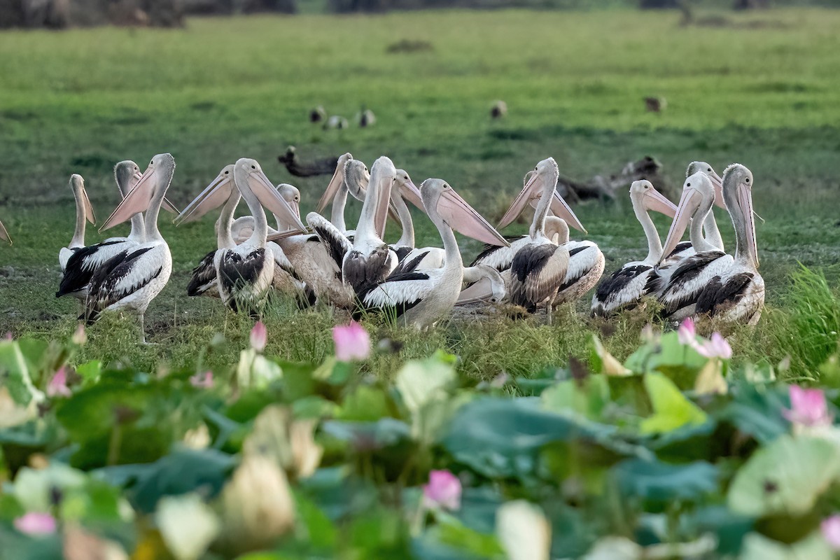 Australian Pelican - ML522845791