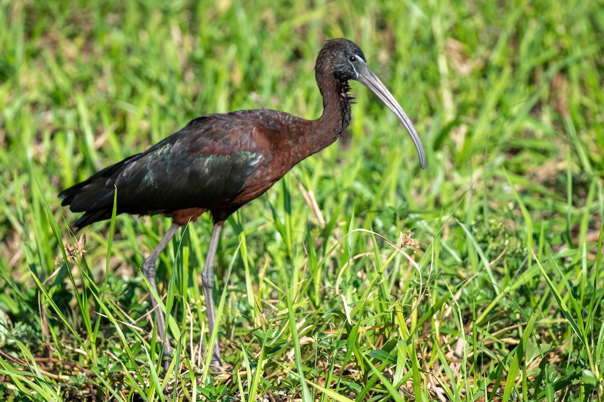 Glossy Ibis - James Hoagland