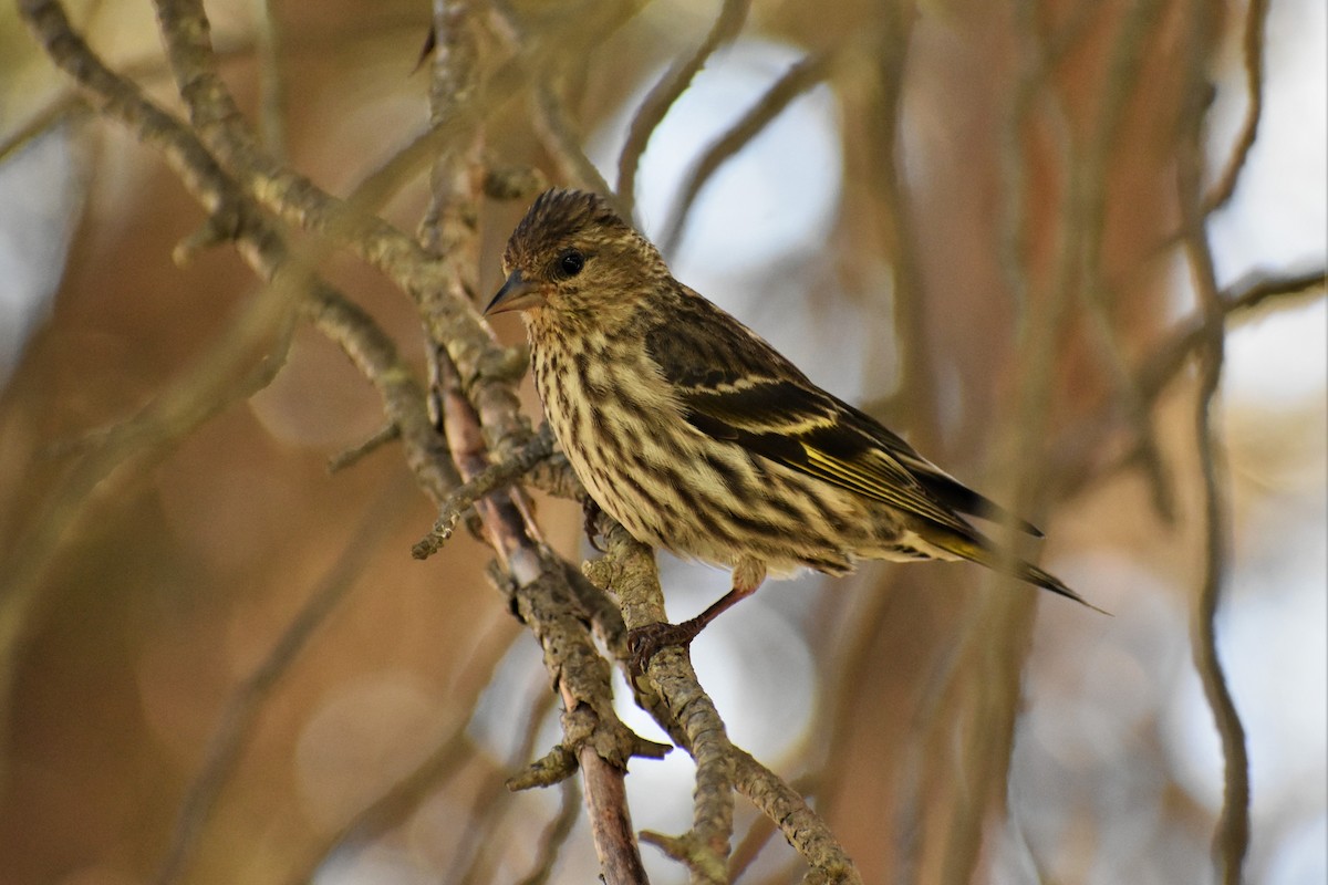 Pine Siskin - ML522847901