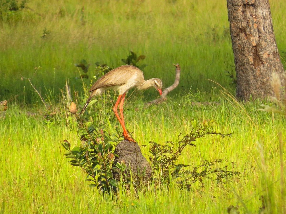 Red-legged Seriema - ML52284821