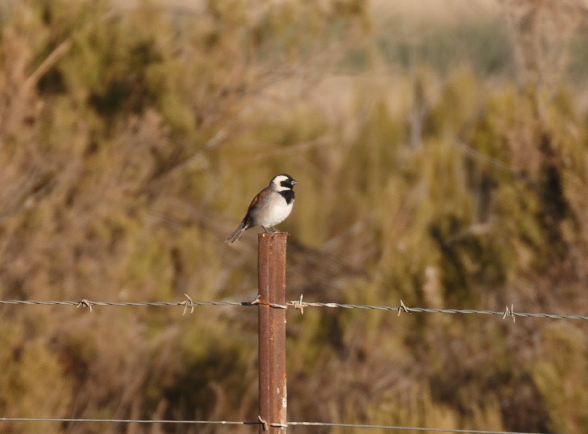 Cape Sparrow - ML52284831