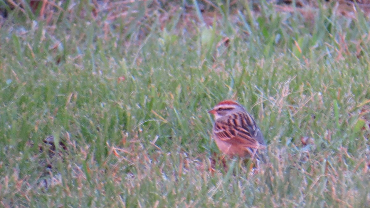Chipping Sparrow - ML52284911