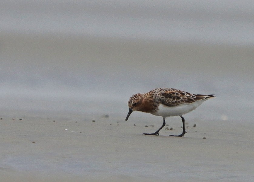 Rotkehl-Strandläufer - ML522850961