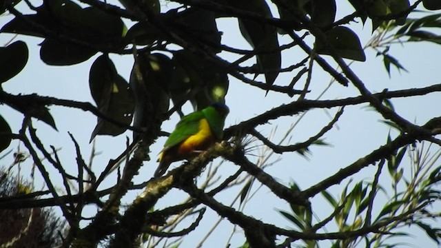 Chestnut-breasted Chlorophonia - ML522851511