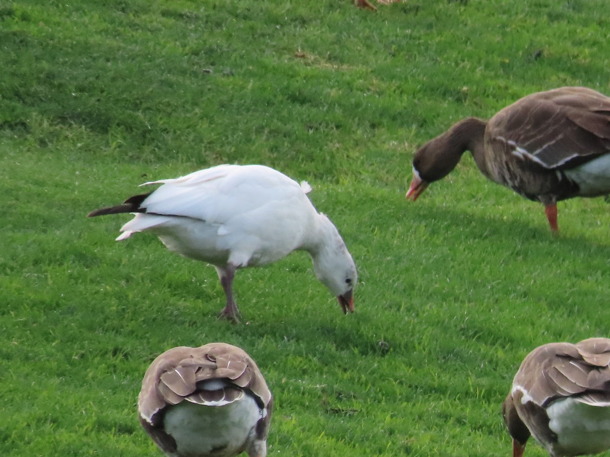 Ross's Goose - ML522851651