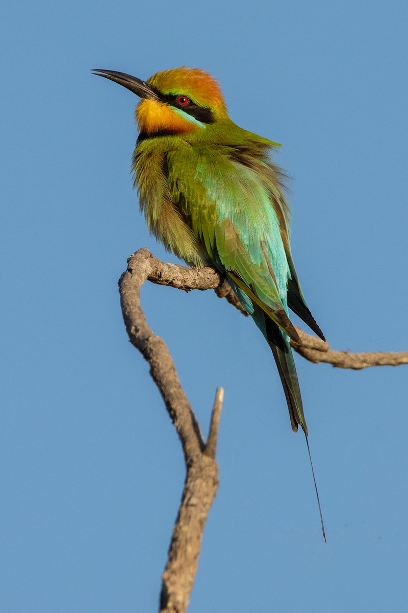 Rainbow Bee-eater - Jarryd Guilfoyle
