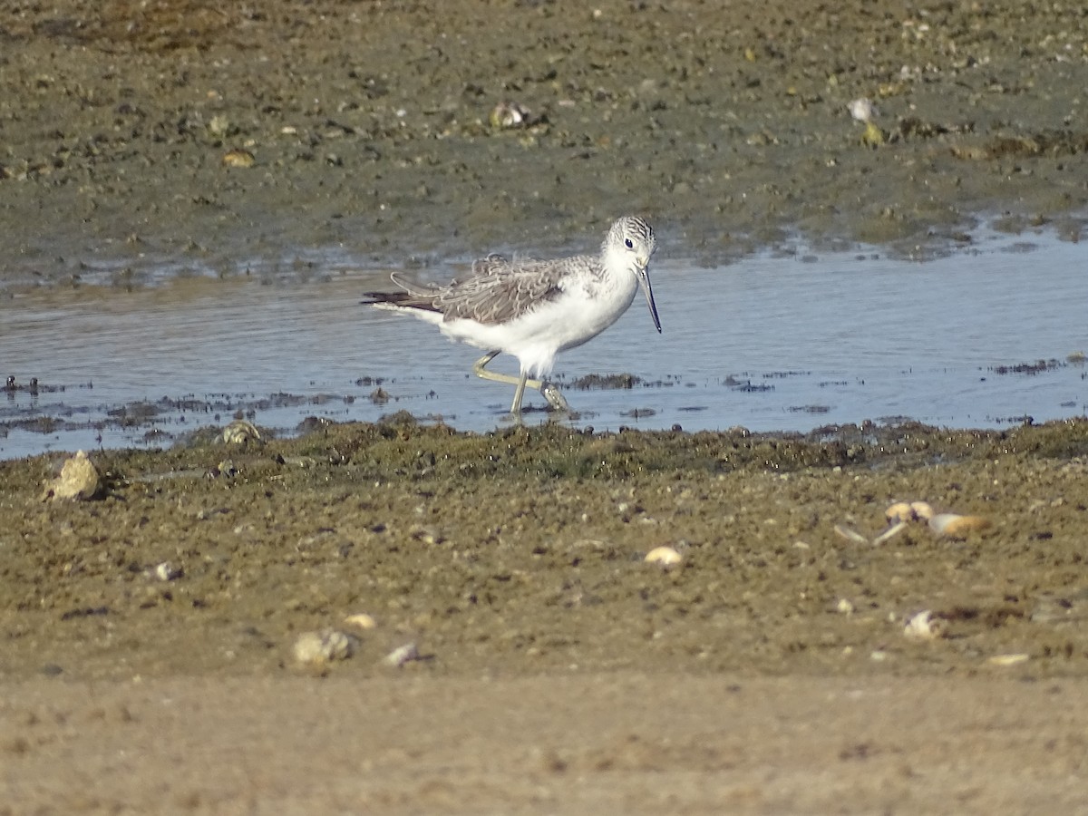 Common Greenshank - ML522855681